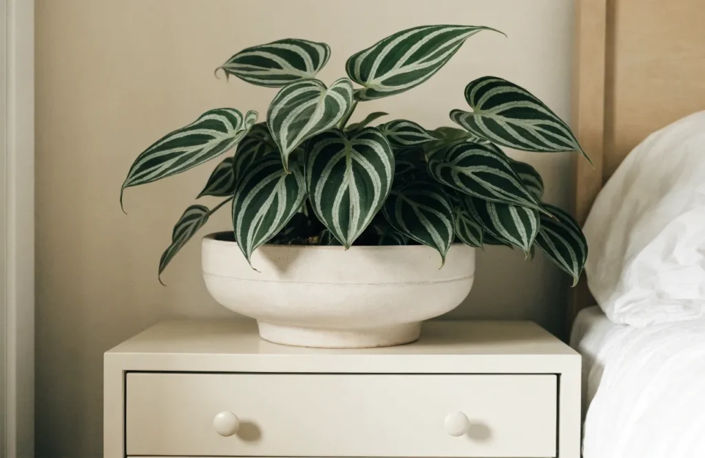 Philodendron Birkin with white-striped leaves on a bedroom dresser