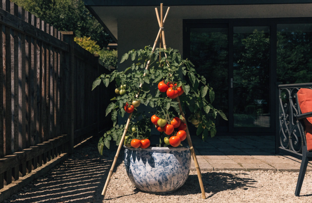 Container tomato plant supported by a bamboo teepee stake on a patio