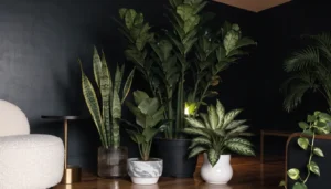 12 Best Plants for Dark Rooms With Little to No Natural Light 1 12 best plants for dark rooms with little to no natural light