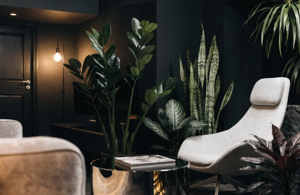 12 Best Plants for Dark Rooms With Little to No Natural Light 16 Best plants for a dark basement with little natural light