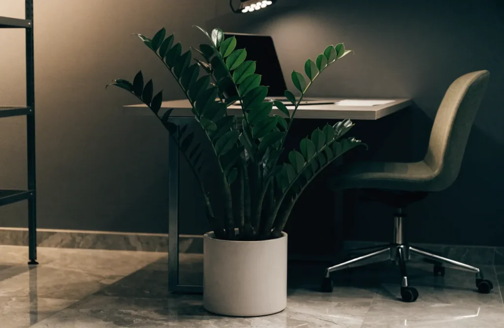 12 Best Plants for Dark Rooms With Little to No Natural Light 2 ZZ plant growing in a dark room with very little natural light
