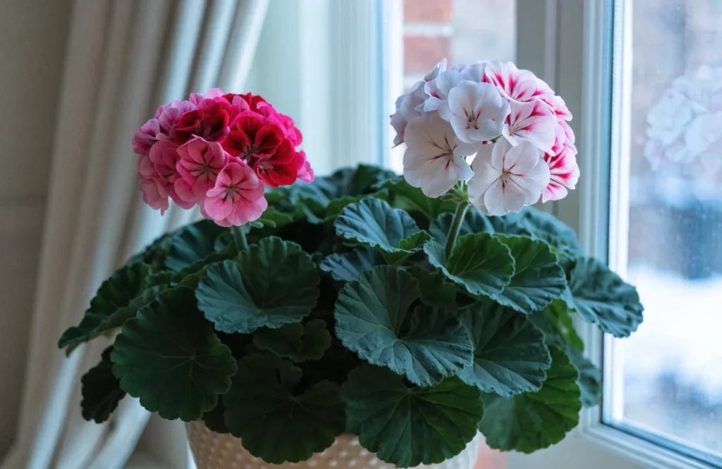 Regal Geranium blooming with colorful flower clusters indoors