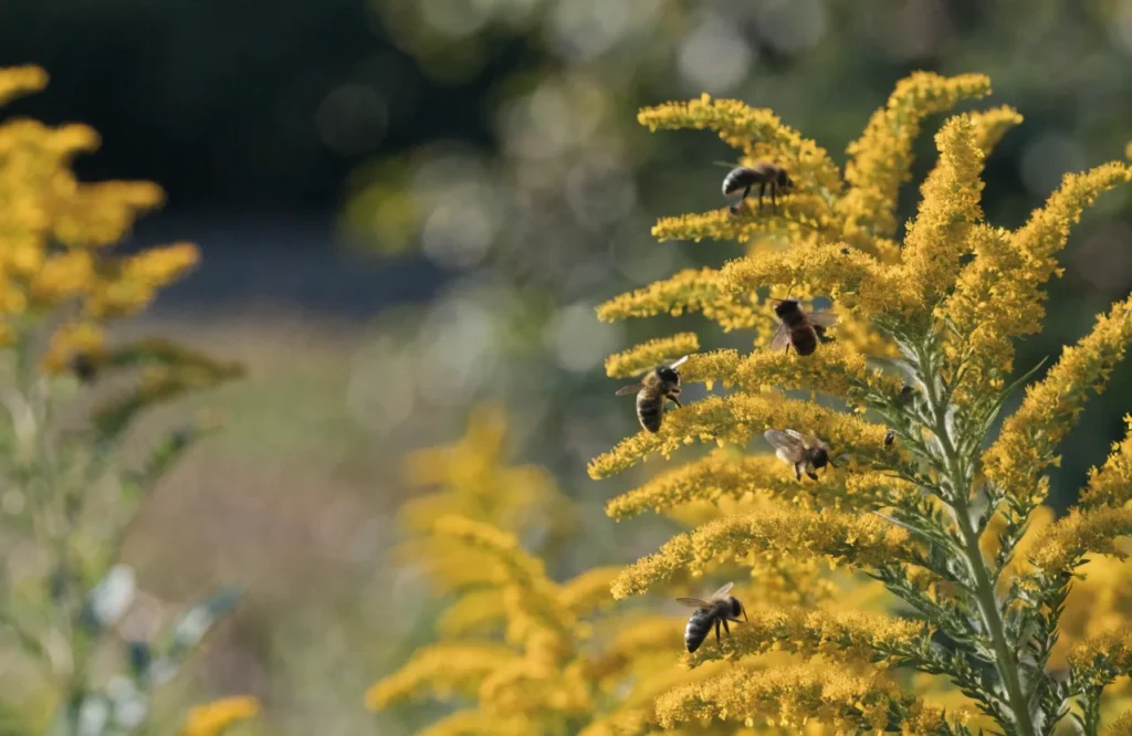 Bees foraging on yellow goldenrod, a heavy nectar producer for fall pollinators