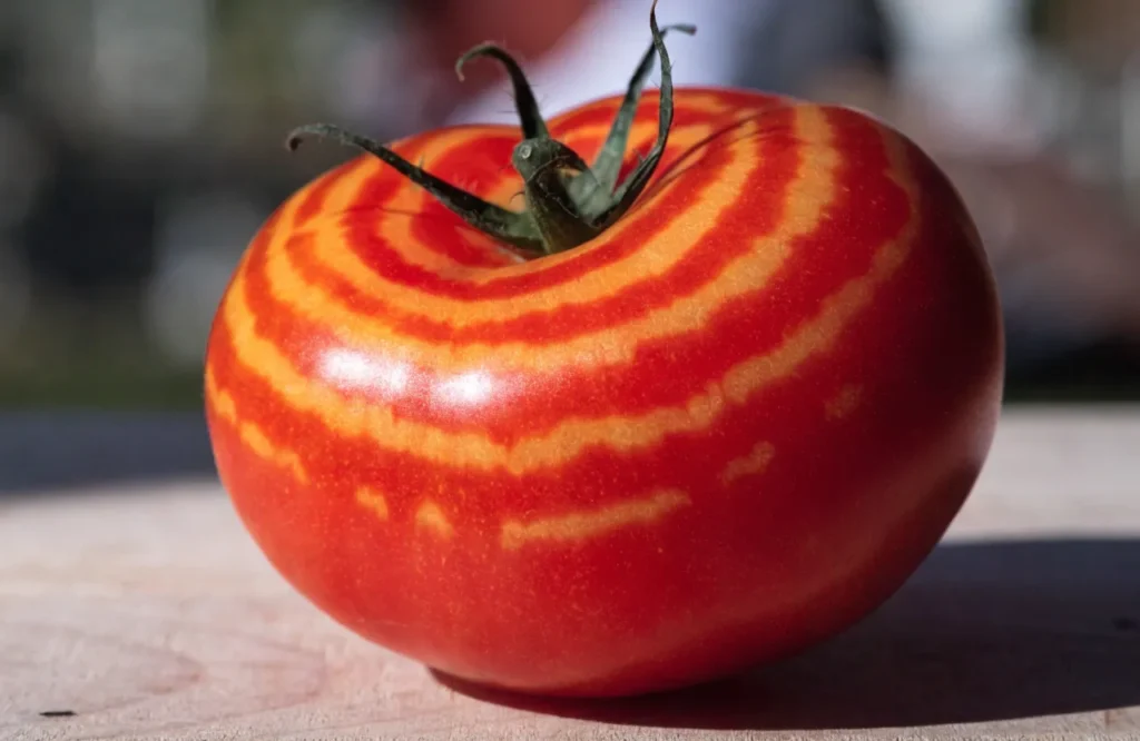 Tomato fruit with ring-spot patterns caused by tomato spotted wilt virus