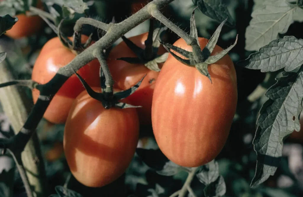 Tomatoes Not Ripening? 6 Reasons Why + How to Ripen Them Faster 9 Roma tomatoes not turning red stuck at orange stage from heat stress