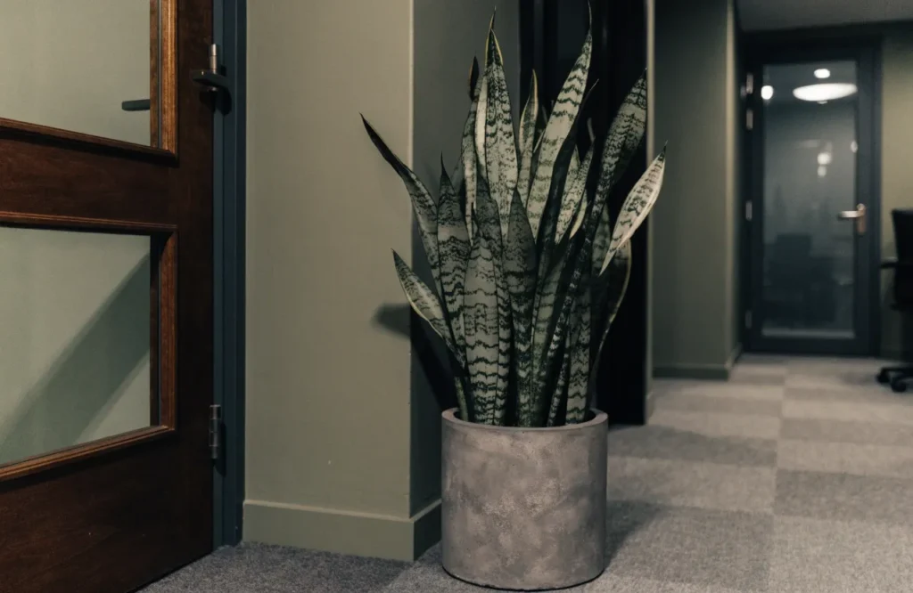 10 Best Low-Light Office Plants That Thrive in Dim Workspaces 2 Snake plant in a low-light office corner near an entryway