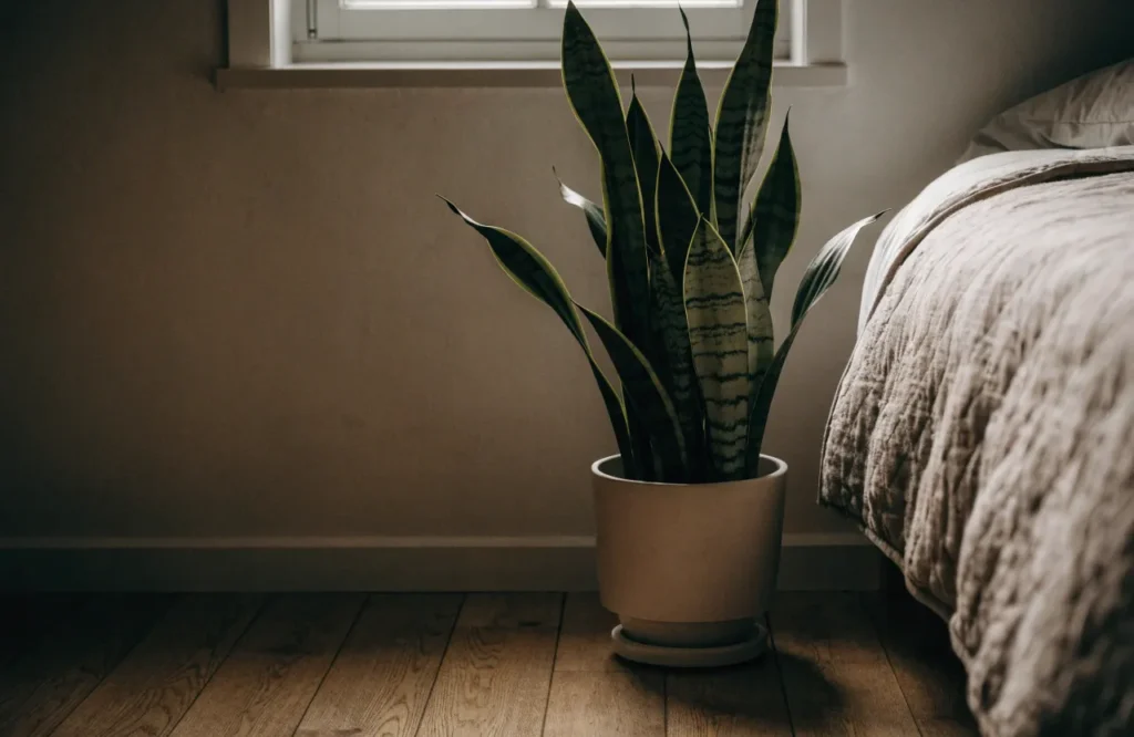 Snake plant growing in a dim bedroom corner with low natural light