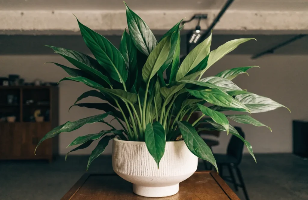 12 Best Plants for Dark Rooms With Little to No Natural Light 5 Solid-green Chinese evergreen growing in a dark basement
