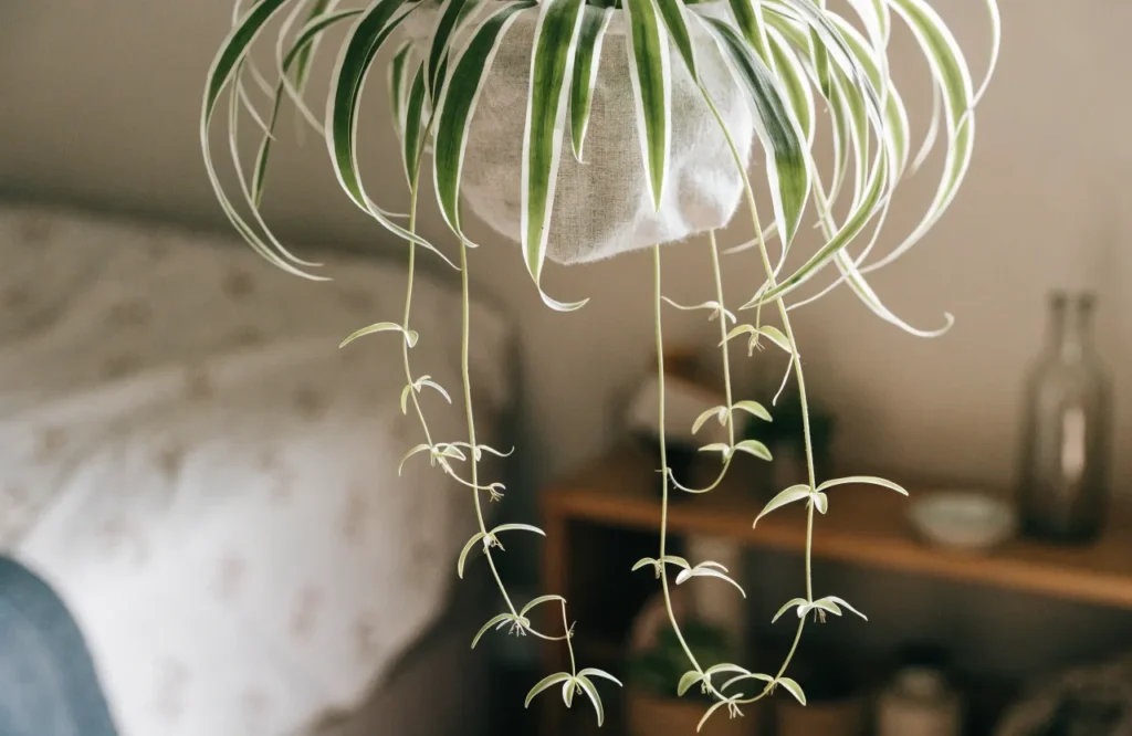 Spider plant with variegated leaves and trailing plantlets in a bedroom