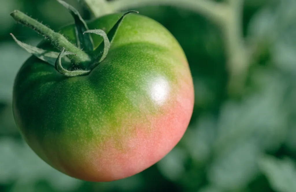 Tomatoes Not Ripening? 6 Reasons Why + How to Ripen Them Faster 7 Tomato at breaker stage with first blush of color ready to ripen indoors