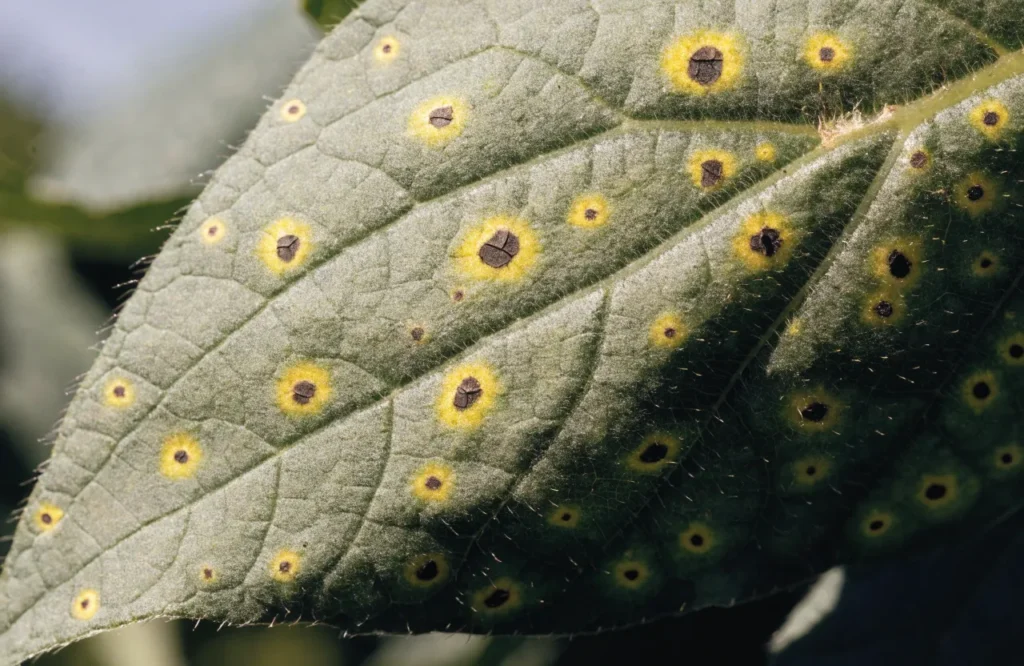 Gray leaf spot symptoms with yellow halos on tomato foliage