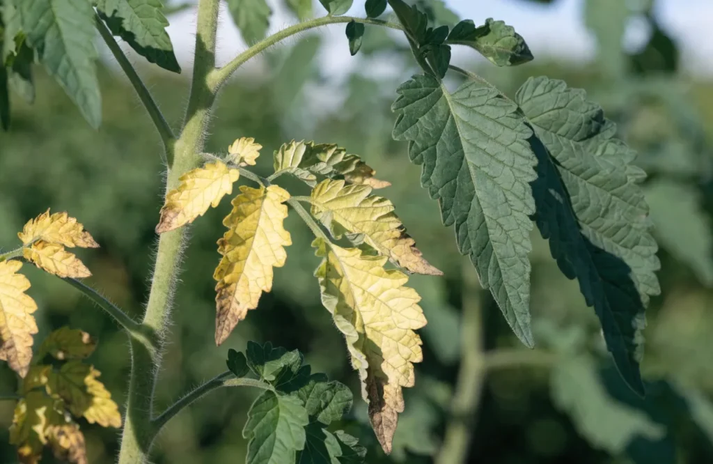 Tomato plant leaves showing one-sided yellowing from fungal wilt disease