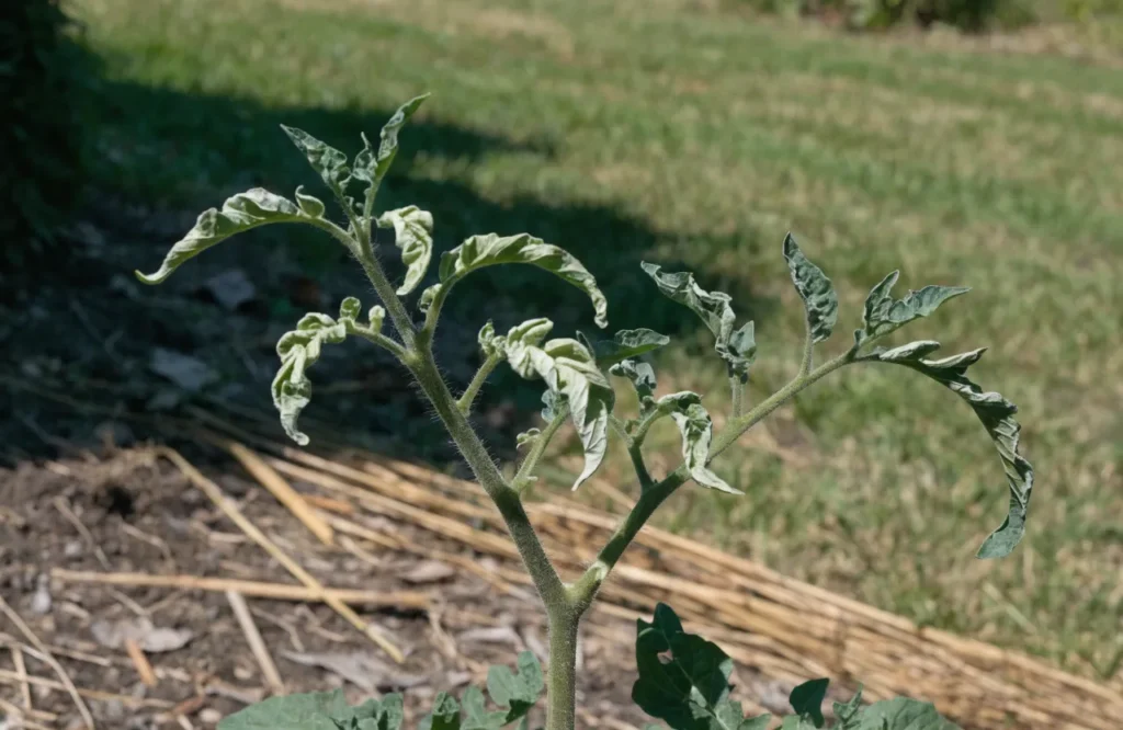 Twisted and narrow new tomato growth showing possible herbicide injury