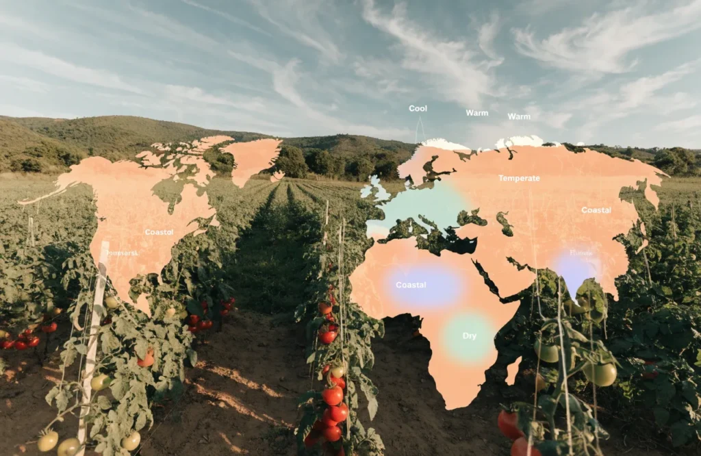 Regional map illustrating tomato disease risk by climate zone