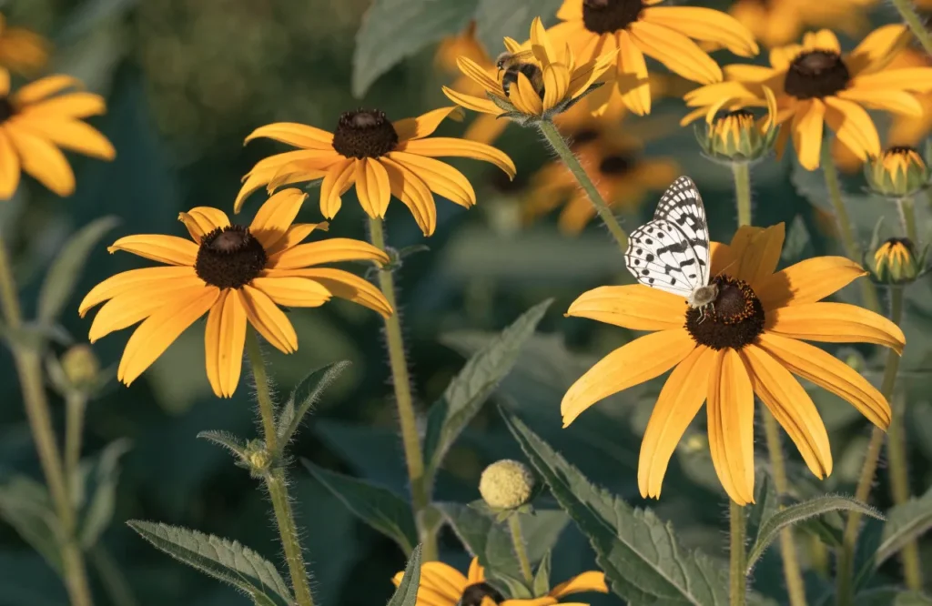 Bee and butterfly on yellow black-eyed Susan flowers in a fall pollinator garden
