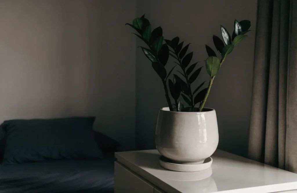 ZZ plant with glossy green leaves on a dresser in a dim bedroom