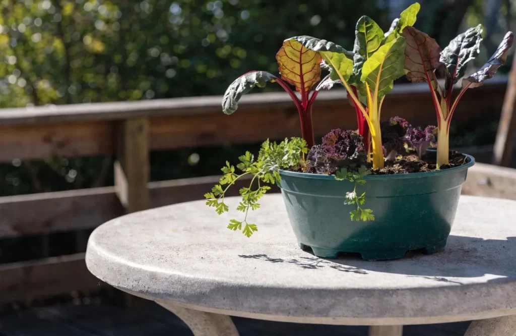 Edible fall container with Swiss chard, ornamental kale, and parsley