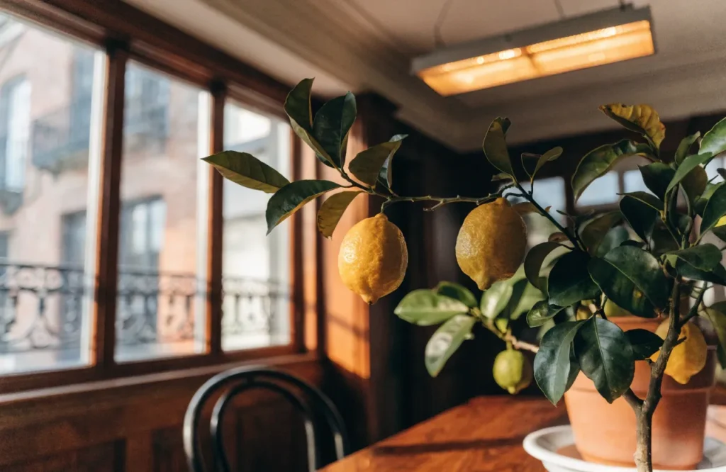 Plants to Bring Indoors Before Frost: 2026 Guide 3 Potted citrus tree placed near a bright window with a grow light for winter