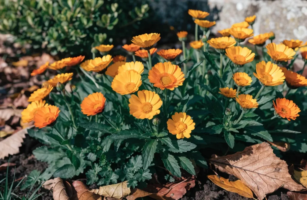 17 Best Fall Herbs to Grow for a Thriving Autumn Garden 17 Calendula blooming with edible orange and yellow flowers in fall