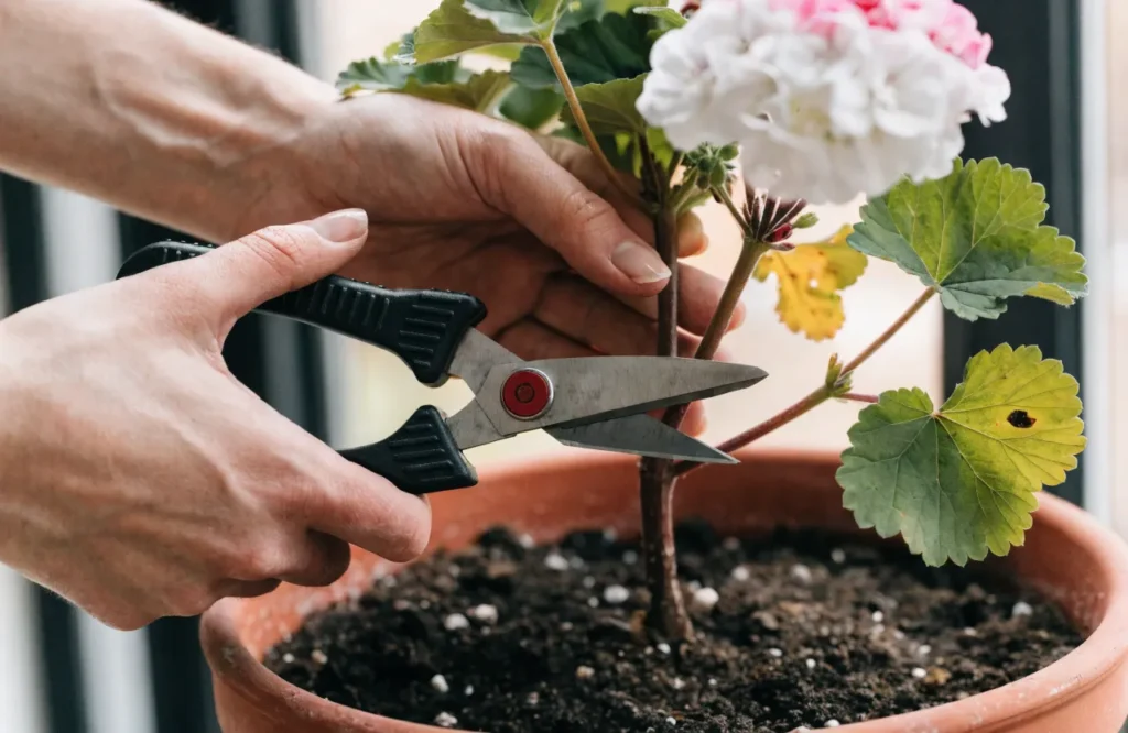 Plants to Bring Indoors Before Frost: 2026 Guide 4 Trimming a geranium before bringing it indoors for winter