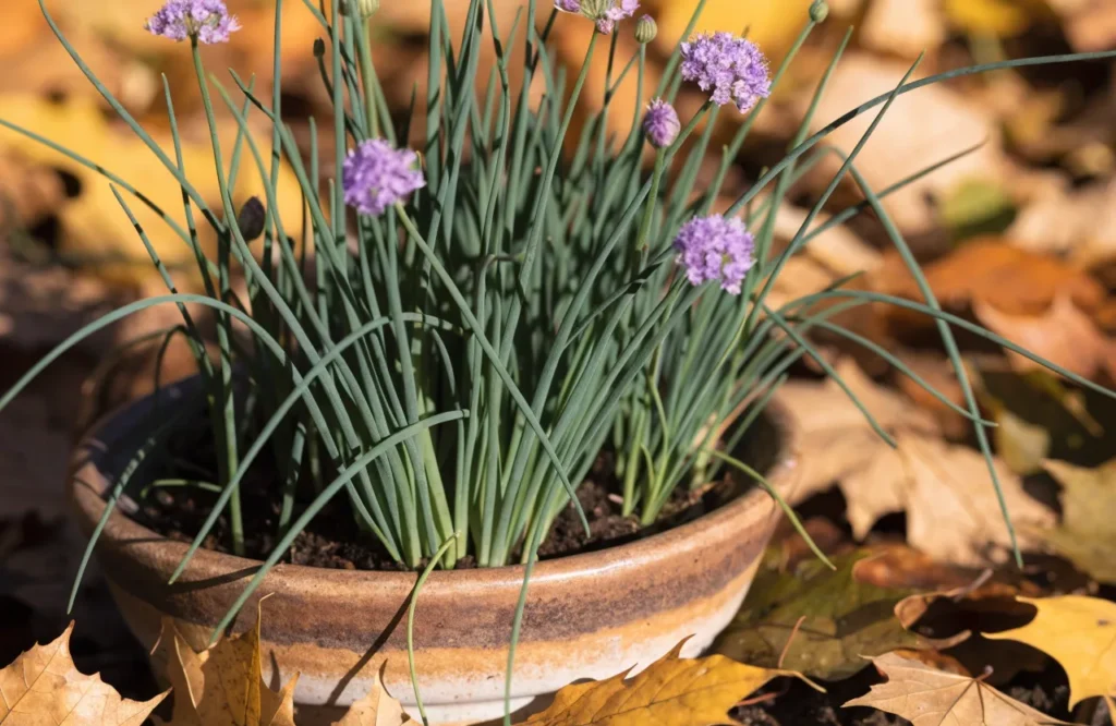 17 Best Fall Herbs to Grow for a Thriving Autumn Garden 5 Chives growing in a container with purple flowers in fall