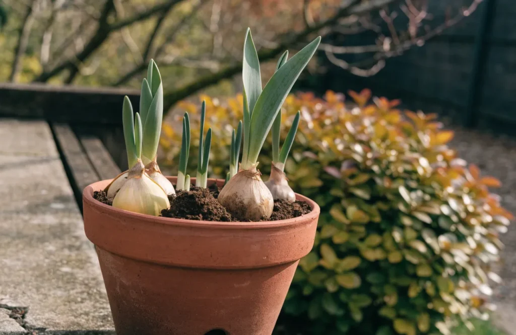 Spring bulbs planted close together in a terracotta pot