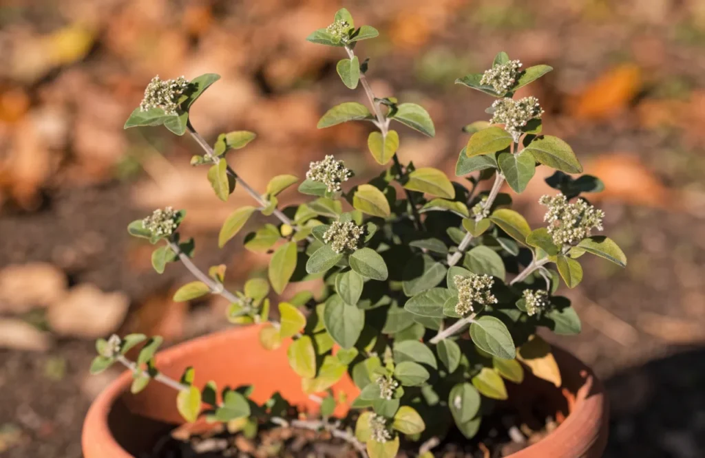 17 Best Fall Herbs to Grow for a Thriving Autumn Garden 13 Marjoram growing in a container during fall