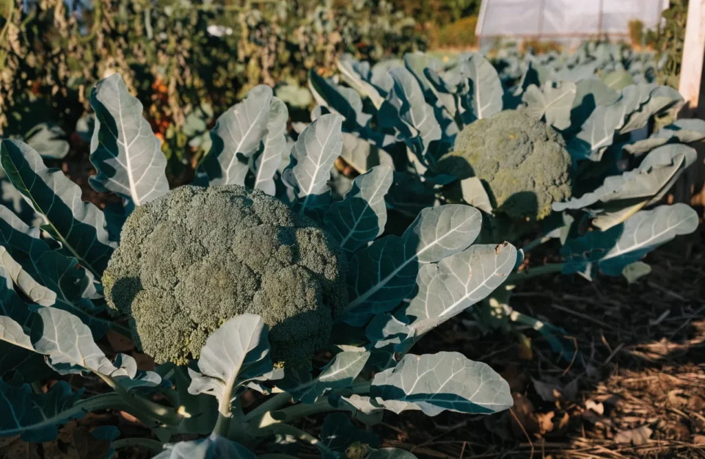 15 Best Fall Vegetables to Grow in September (Plus a Planting Calendar) 11 Broccoli plants growing in a fall garden for a September planting