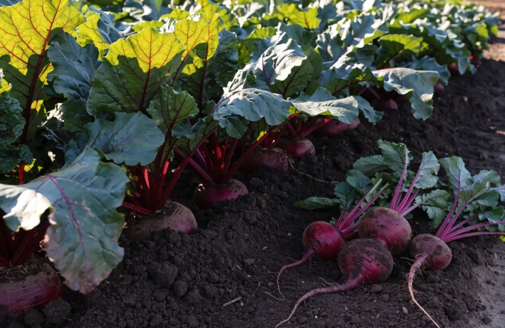 15 Best Fall Vegetables to Grow in September (Plus a Planting Calendar) 15 Beets growing with leafy green tops in a cool-season vegetable garden